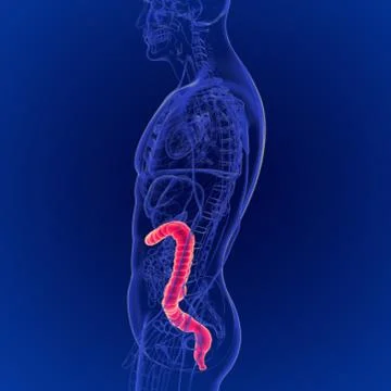 3D Illustration of Human Digestive System Large Intestine Anatomy Stockillustratie