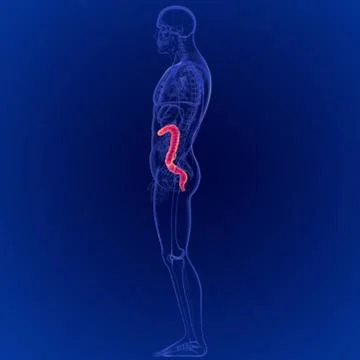 3D Illustration of Human Digestive System Large Intestine Anatomy イラスト素材