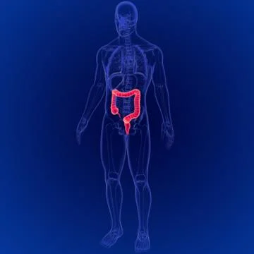 3D Illustration of Human Digestive System Large Intestine Anatomy イラスト素材
