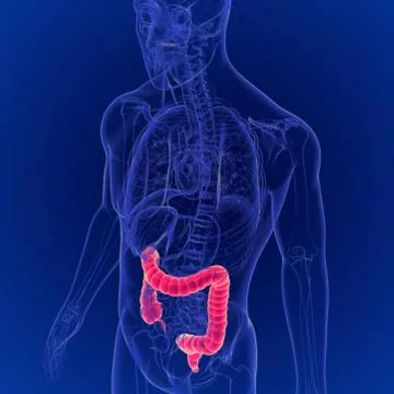 3D Illustration of Human Digestive System Large Intestine Anatomy Stockillustratie