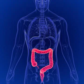3D Illustration of Human Digestive System Large Intestine Anatomy イラスト素材