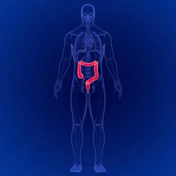 3D Illustration of Human Digestive System Large Intestine Anatomy Stock Illustration