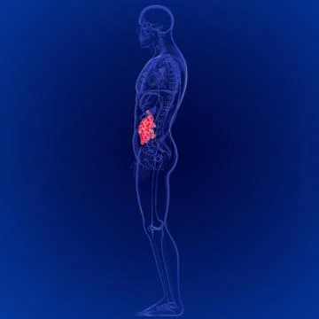 3D Illustration of Human Digestive System Small Intestine Anatomy Stock Illustration
