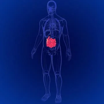 3D Illustration of Human Digestive System Small Intestine Anatomy イラスト素材