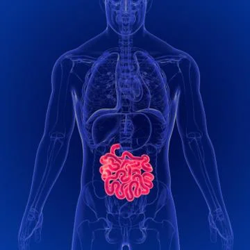 3D Illustration of Human Digestive System Small Intestine Anatomy Illustrazione stock