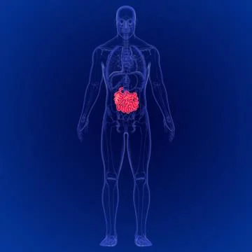 3D Illustration of Human Digestive System Small Intestine Anatomy Stockillustratie