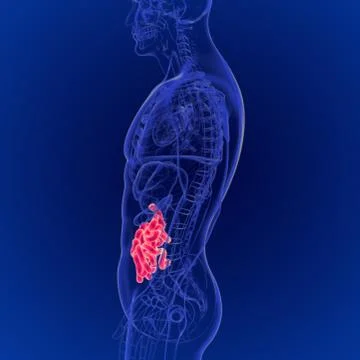 3D Illustration of Human Digestive System Small Intestine Anatomy Stockillustratie