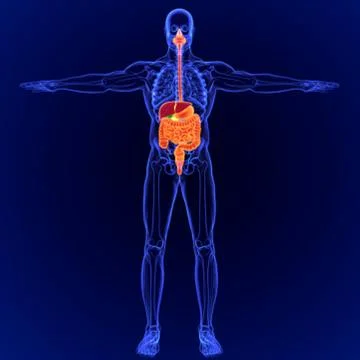 3D Illustration Human Digestive System Anatomy for Medical Concept Stock Illustration