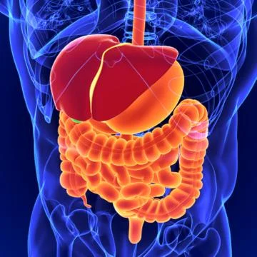 3D Illustration Human Digestive System Anatomy for Medical Concept Stock Illustration