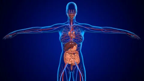 3D Illustration Human Digestive System with Heart For Medical Concept Illustrazione stock