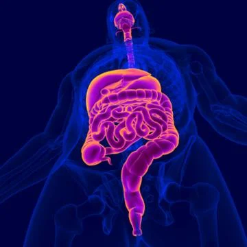 3D Illustration Human Digestive System Anatomy Stock Illustration