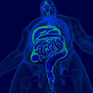 3D Illustration Human Digestive System Anatomy Stock Illustration