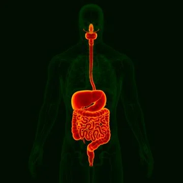 3D Illustration Human Digestive System Anatomy Stock Illustration