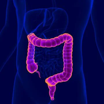 3D Illustration Human Digestive System Anatomy (Large Intestine) Stock Illustration