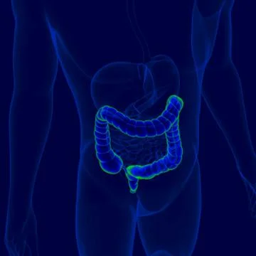 3D Illustration Human Digestive System Anatomy (Large Intestine) Stock Illustration