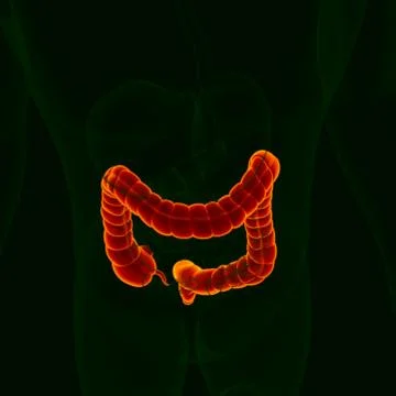 3D Illustration Human Digestive System Anatomy (Large Intestine) Stock Illustration