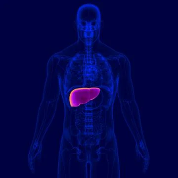 3D Illustration Human Digestive System Anatomy (Liver) Stockillustratie
