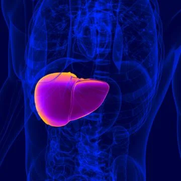3D Illustration Human Digestive System Anatomy (Liver) Stockillustratie