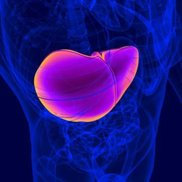 3D Illustration Human Digestive System Anatomy (Liver) Stockillustratie