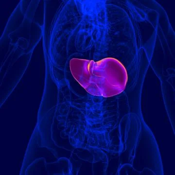 3D Illustration Human Digestive System Anatomy (Liver) イラスト素材