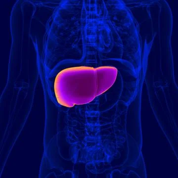 3D Illustration Human Digestive System Anatomy (Liver) イラスト素材