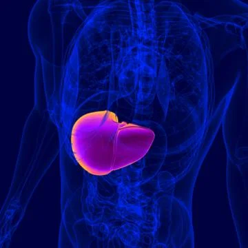 3D Illustration Human Digestive System Anatomy (Liver) イラスト素材