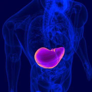 3D Illustration Human Digestive System Anatomy (Liver) イラスト素材