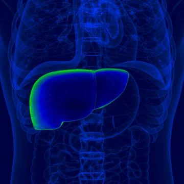 3D Illustration Human Digestive System Anatomy (Liver) イラスト素材