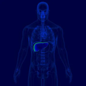 3D Illustration Human Digestive System Anatomy (Liver) Stock Illustration