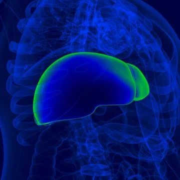 3D Illustration Human Digestive System Anatomy (Liver) イラスト素材