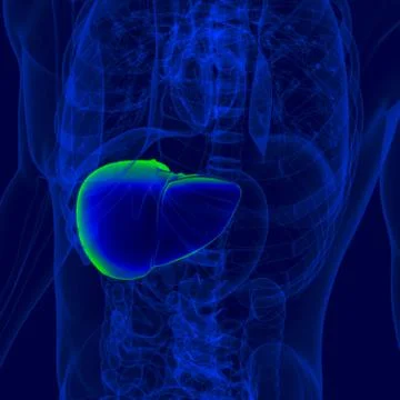 3D Illustration Human Digestive System Anatomy (Liver) イラスト素材