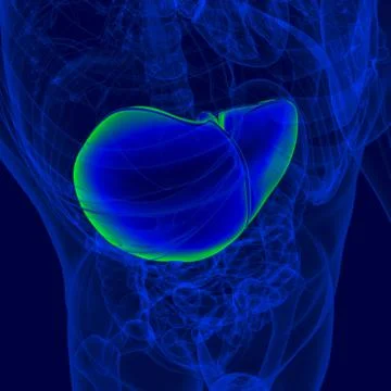 3D Illustration Human Digestive System Anatomy (Liver) イラスト素材