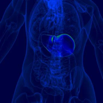 3D Illustration Human Digestive System Anatomy (Liver) Stockillustratie