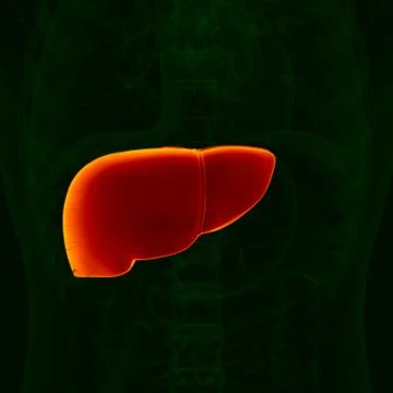 3D Illustration Human Digestive System Anatomy (Liver) イラスト素材