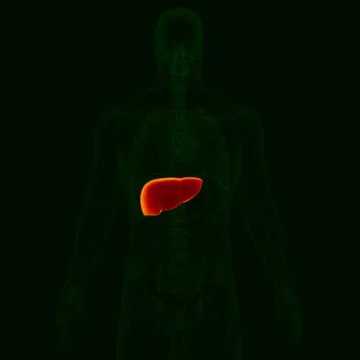 3D Illustration Human Digestive System Anatomy (Liver) イラスト素材