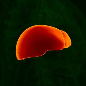 3D Illustration Human Digestive System Anatomy (Liver) Stockillustratie