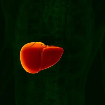 3D Illustration Human Digestive System Anatomy (Liver) Stock Illustration