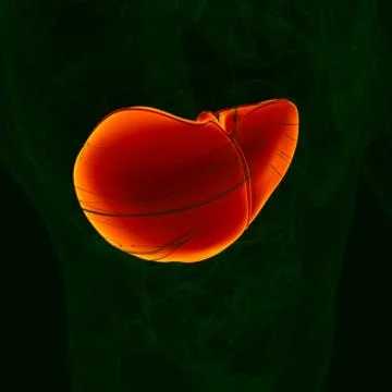 3D Illustration Human Digestive System Anatomy (Liver) イラスト素材