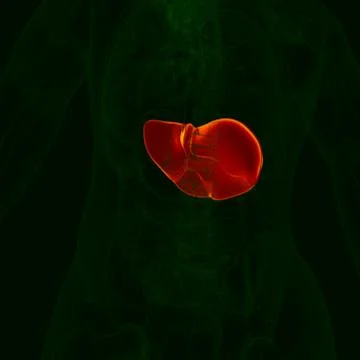 3D Illustration Human Digestive System Anatomy (Liver) イラスト素材