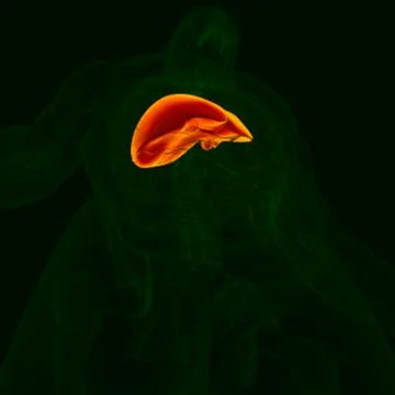 3D Illustration Human Digestive System Anatomy (Liver) イラスト素材