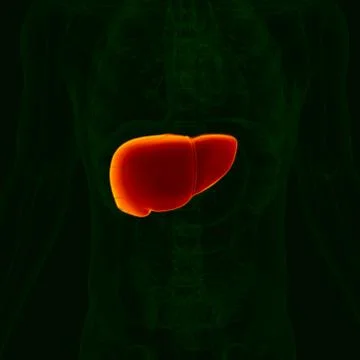 3D Illustration Human Digestive System Anatomy (Liver) Stockillustratie