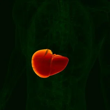 3D Illustration Human Digestive System Anatomy (Liver) イラスト素材