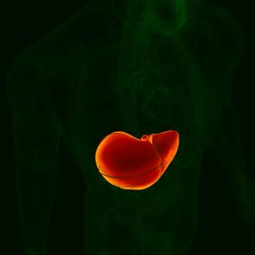 3D Illustration Human Digestive System Anatomy (Liver) イラスト素材