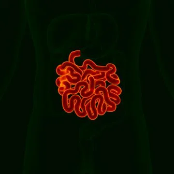 3D Illustration Human Digestive System Anatomy (Small Intestine) Illustrazione stock