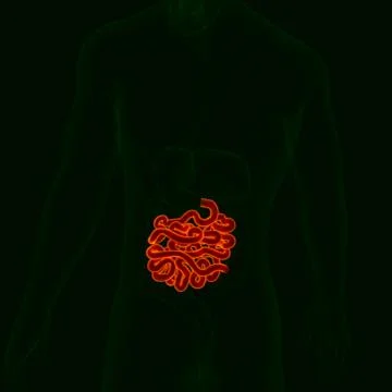 3D Illustration Human Digestive System Anatomy (Small Intestine) Stock Illustration