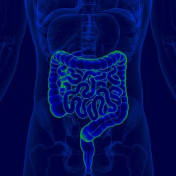 3D Illustration Human Digestive System Anatomy (Small and Large Intestine) Stock Illustration