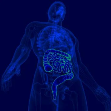 3D Illustration Human Digestive System Anatomy (Small and Large Intestine) Stock Illustration