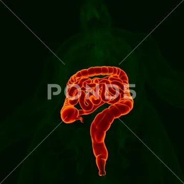 3D Illustration Human Digestive System Anatomy (Small and Large ...