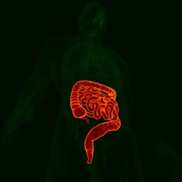 3D Illustration Human Digestive System Anatomy (Small and Large Intestine) Stock Illustration
