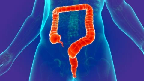3D Illustration Human Digestive System Anatomy (Large Intestine) Stock Illustration